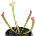 サラセニアジュサティップソーパー２...