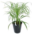 （観葉植物）ヤシ　フェニックス　