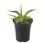 ( decorative plant ) one point thing agave blue glow yellow . middle .(348381)(1 stock )