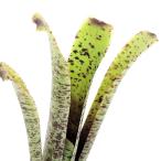 (観葉植物)ケスネリア マルモラータ(1株)タンクブロメリア