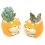 ( суккулентное растение ) случайный маленький много мясо 4 . пара . собака (1 горшок )... песок 