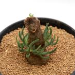 一点物チレコドンペアルソニー発根管理中