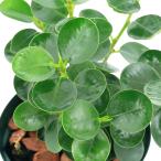 (観葉植物)インテリア フィカス コパンダ(タイワンガジュマル、コパンダガジュマル)矮性 4号(1鉢)