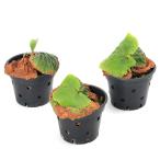 (観葉植物)ビカクシダ マダガスカリエンセ 3号(1鉢)