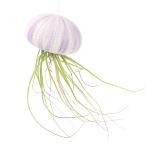 ( декоративное растение ) Jerry рыба воздушный растения товар вид случайный лиловый (1 шт )