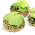 素材を選ばず手軽に着生！ビカクシダ...