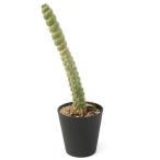 一点物サボテン セレウス カスタネア スピラリスの魅力と育て方