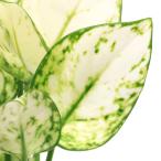 （観葉植物）ビバリウムプランツ　アグラオネマ　ホワイトバレンタイン　４．５ｃｍポット（１ポット）