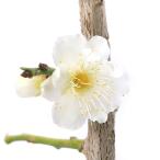 ( декоративное растение )ume зеленый . слива (ryokgakbai) белый цветок 5 номер (1 pot )