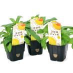 サントリーヘリクリサムコロロジャン...