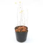 （食虫植物）ドロセラ　スパスラタ＆ウトリクラリア　スブラタ　　２号（１ポット）（休眠株）