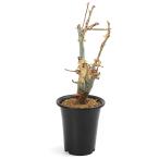 (観葉植物)一点物 コミフォラ ホルトジアナ 発根済 秋〜春落葉 枝カットあり(1株)(350686) コーデックス