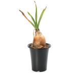 一点物ブーファンディスティカ発根済