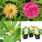 サントリーヘリクリサムコロロジャン...