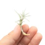 エアープランツチランジアアルビダミ...