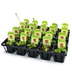 ハエトリソウ２〜３号トレー発送