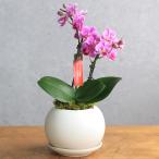 (観葉植物)小さい インテリア マイクロ胡蝶蘭 マットボールM植え(1鉢)受皿付 這苔 胡蝶蘭 鉢植え おしゃれ 室内 プレゼント