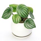 (観葉植物)スイカペペ マットボールM植え(1鉢) 受皿付 軽石砂 鉢植え おしゃれ 室内 プレゼント