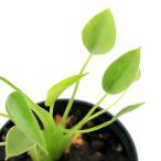 ( декоративное растение )bi шероховатость um растения arokasia Thai колено Dan sa-4cm pot (1 pot )