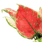 アグラオネマビューティー５号