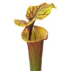 サラセニアフラバレッドチューブ３．５号