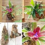 （観葉植物）当店人気商品！　壁掛