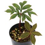 ショッピングテラリウム （観葉植物）一点物　アモルフォファルス　アトロビリディス　３号（１ポット）赤葉こんにゃく