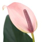 �i�ϗt�A���j�A���X���E���@�W�]�[�@�S���i�P���j