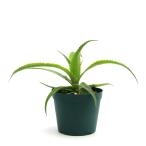 (観葉植物)一点物 オルソフィツム フォステリアナム(1株)ブロメリア