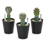 ( суккулентное растение ) кактус контактный . дерево кактус случайный 3 номер (1 горшок )