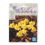 寒咲きガーデンクロッカス球根ロマン...