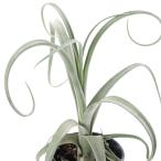 （観葉植物）エアープランツ　チランジア　カーリースリム　４号
