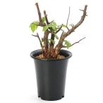 (観葉植物)一点物 コミフォラ ミルドブラエディ 現地株(1株)(351995)