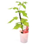 ( декоративное растение ) фруктовое дерево рассада laz Berry Glenn усилитель 3 номер (1 pot ) огород фрукты фрукты 
