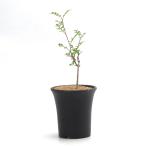 (多肉植物)オペルクリカリア デカリー 2.5〜3号(実生株)(1鉢)冬季落葉 コーデックス