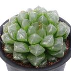 ( суккулентное растение ) - oru Cheer Koo Perry pilifela King Williams Town 3 номер (1 горшок )