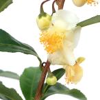 ( декоративное растение ) чай. дерево ....(. север ) чай 4.5 номер (1 pot ) огород 