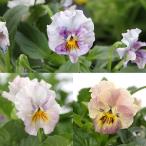 ( декоративное растение ) Suntory Mill полный античный цветок цвет случайный 3.5 номер (3 pot )