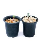 (観葉植物)エリオスペルマム パラドクサム (霧氷玉) 2.5号(1鉢)ケープバルブ
