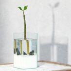 ( поступление нерешительный )( декоративное растение ) маленький интерьер случайный Hill gi культивирование комплект белый . камень Ver.