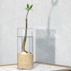 ( поступление нерешительный )( декоративное растение ) маленький интерьер случайный Hill gi культивирование комплект ...Ver.