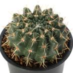 ( суккулентное растение ) кактус parotia лев . круг (sisio лошадь ru) 3 номер (1 горшок )