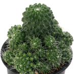 サボテンマミラリアピコモンスト３号