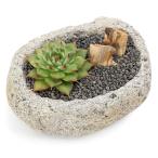 (観葉植物)品種おまかせエケベリア 白溶岩石植え Sサイズ(1鉢)溶岩砂 木化石 おしゃれ プレゼント