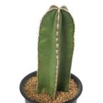 サボテンマルギナトセレウス白雲閣３号