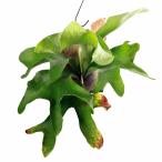 (観葉植物)一点物 ビカクシダ ヒリー 板付き 活着済み(1株)