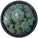 (多肉植物)一点物 サボテン ロフォフォラ 烏羽玉 4号(1鉢)