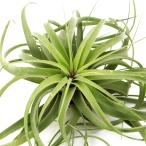 エアープランツコンコロール×ストレ...