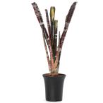 (観葉植物)エクメア ロベルトメネスカル 3.5号(1株) 発根管理中