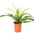 (観葉植物)ドラセナ ワーネッキー レモンライム 4号(1鉢)